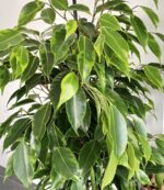 Ficus benjamina Danielle - Ø21cm - ↕95cm + Pot Mayk Lead - Image 7