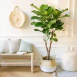 Ficus Lyrata verzweigt - 180cm - ⌀30 - Image 5