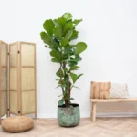 Ficus Lyrata - Ø27cm - ↕120cm - Image 2