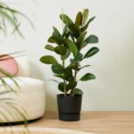 Ficus Elastica Belize auf Stamm - 130 cm - ø24 - Image 2