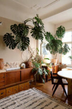Monstera Deliciosa - Fensterblatt - 65cm - Ø21 - Ø19cm - 60cm - Image 5