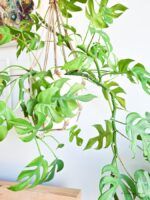 Kokodama Monstera Minima Hängend (Fensterblatt) - 2 Stück - Ø15cm - ↕25cm - Image 8