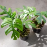 Kombi-Angebot - Monstera Pertusum XL inklusive elho Jazz Round Lila Ø26 - 150 cm - Image 4