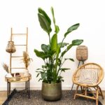 Kombi-Angebot - Strelitzia Nicolai inklusive elho Vibes Fold Round blau Ø30 - 160 cm - Image 3