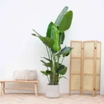 Kombi-Angebot - Strelitzia Nicolai inklusive elho Vibes Fold Round blau Ø30 - 180 cm - Image 2