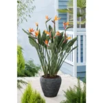 Strelitzia Reginae P13 Ohne Kunstblume - Ø13cm - ↕35cm - Image 2