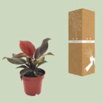 Philodendron Imperial Red - Ø12cm - ↕25cm - Image 3