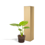 Alocasia Macrorrhiza - Ø19cm - ↕70cm + Korb Igmar - Image 3