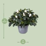 Azalee Weißer Vogel  - Ø13cm - ↕27cm - Image 2