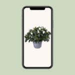 Azalee Weißer Vogel  - Ø13cm - ↕27cm - Image 4