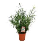 Asparagus Falcatus - Ø21cm - ↕70cm
