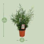 Asparagus Falcatus - Ø21cm - ↕70cm - Image 2