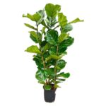 Ficus Lyrata Strauch - 160 cm - Ø30