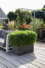 Fargesia 'Moontears'® Boobux - Kompakt wachsend - nicht wuchernder Bambus - Image 3