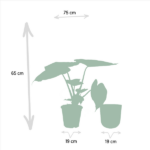 Alocasia Wentii - Ø19cm - ↕65cm + Pot Mayk Lead - Image 4