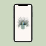 Festuca Glauca Intense Blue® - Ø17cm - ↕35cm - Image 4