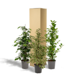 Ficus Benjamina Danielle - Ø21cm - ↕95cm + Ficus Benjamina Twilight - Ø21cm - ↕95cm + Ficus Microcarpa Moclame - Ø21cm - ↕95cm - Image 4