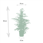 Ficus Benjamina Danielle - Ø21cm - ↕95cm + Ficus Benjamina Twilight - Ø21cm - ↕95cm + Ficus Microcarpa Moclame - Ø21cm - ↕95cm - Image 5