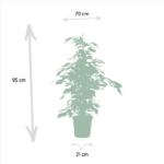 Ficus Benjamina Danielle - Ø21cm - ↕95cm + Ficus Benjamina Twilight - Ø21cm - ↕95cm + Ficus Microcarpa Moclame - Ø21cm - ↕95cm - Image 6