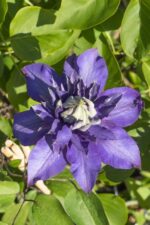 Clematis Multi Blue - Clematis Blau - Image 3