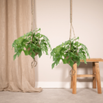 Kokodama Monstera Minima Hängend (Fensterblatt) - 2 Stück - Ø15cm - ↕25cm - Image 2