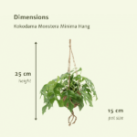 Kokodama Monstera Minima Hängend (Fensterblatt) - 2 Stück - Ø15cm - ↕25cm - Image 4
