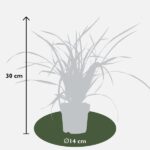 3x - Japan-Segge morrowii 'Irish Green' - ↨30cm - Ø14 - Image 7