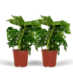 2x Monstera Monkey Leaf - Fensterblatt - 30cm - ø12