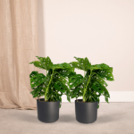 2x Monstera Monkey Leaf - Fensterblatt - 30cm - ø12 - Image 2