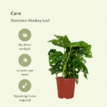 2x Monstera Monkey Leaf - Fensterblatt - 30cm - ø12 - Image 5