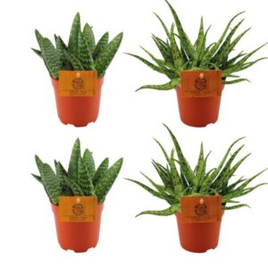2x Aloe Paradisicum + 2x Aloe Spider - 4 Stück - Ø10.5cm - ↕10cm