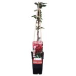 Lonicera japonica 'Red World' - ↨65cm - Ø15