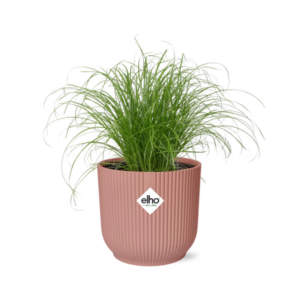 Cyperus Alternifolius Zumula in ELHO Vibes Fold 14cm rosa