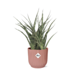 Sansevieria Fernwood Punk in ELHO Vibes Fold 14cm roze