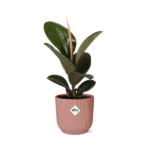 Ficus Elastica ‘Robusta’ in ELHO Vibes Fold 14cm rosa