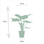 Alocasia Cucullata - Ø19cm - ↕60cm + Alocasia Lauterbachiana - Ø19cm - ↕75cm - Image 4
