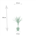 2x Dracaena - ↨60cm - Ø14cm - Image 4
