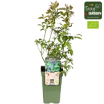 Vaccinium corymbosum 'Reka' - Blaubeere - Image 6