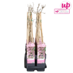 Wisteria floribunda 'Rosea' - Rosa Wisterie - Image 4