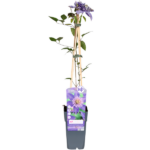 Clematis Multi Blue - Clematis Blau