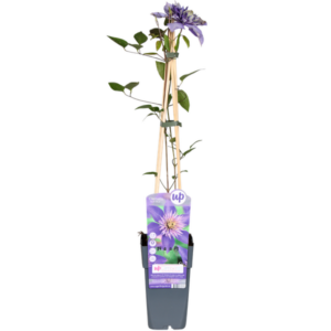 Clematis Multi Blue - Clematis Blau