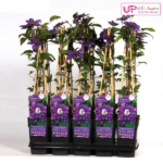 Clematis Multi Blue - Clematis Blau - Image 5