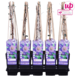 Clematis Multi Blue - Clematis Blau - Image 7