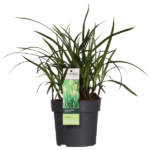 3x - Japan-Segge morrowii 'Irish Green' - ↨30cm - Ø14 - Image 6