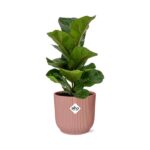 Ficus Lyrata ‘Bambino’ in ELHO Vibes Fold 14cm rosa - Image 2