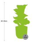 Ficus Lyrata ‘Bambino’ in ELHO Vibes Fold 14cm rosa - Image 3