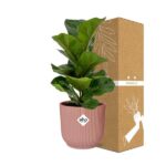 Ficus Lyrata ‘Bambino’ in ELHO Vibes Fold 14cm rosa - Image 4