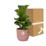 Ficus Lyrata ‘Bambino’ in ELHO Vibes Fold 14cm rosa - Image 5