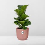 Ficus Lyrata ‘Bambino’ in ELHO Vibes Fold 14cm rosa - Image 6