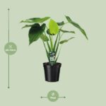 Alocasia Cucullata - Elefantenohr - 55cm - Ø19 - Image 2